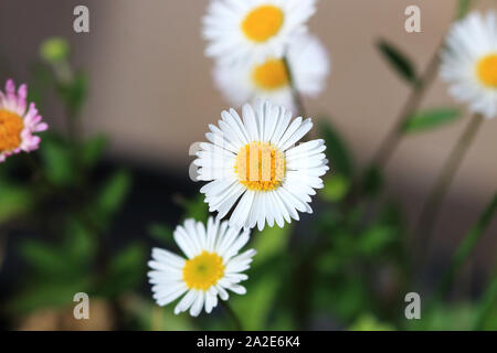 Kamillenblüten in voller Blüte Stockfoto