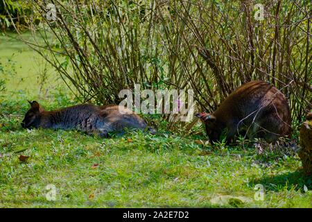 Zwei Wallaroos ruhen unter Pinsel Stockfoto