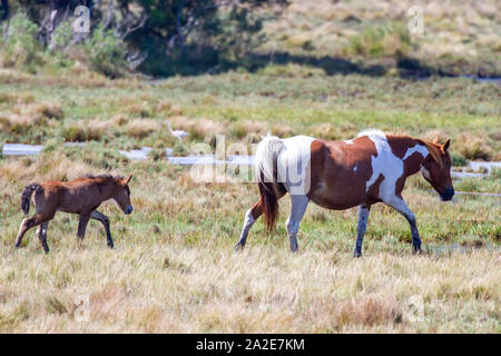 Chincoteague Ponys mit neues Fohlen folgenden Mare in Assateague Island National Seashore. Stockfoto