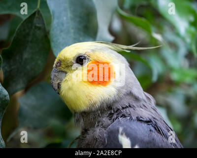 Porträt einer Aquarell Parrot nymphensittich Stockfoto