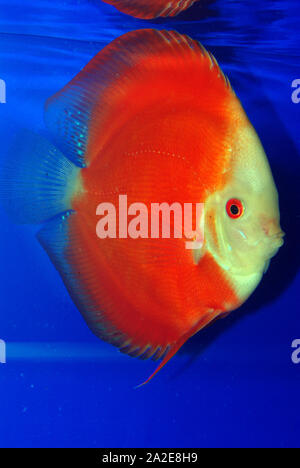 Royal, rote Melone oder rote Leidenschaft discus, Symphysodon aequifasciatus Stockfoto
