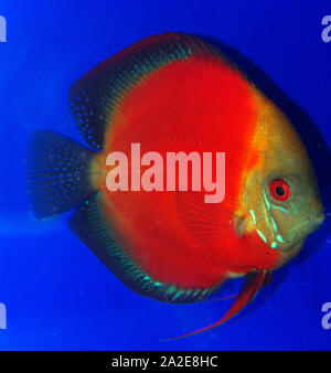 Royal rot oder rot Melone oder rote Leidenschaft discus, Symphysodon aequifasciatus Var. Stockfoto