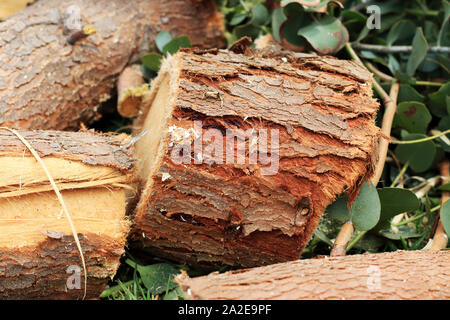 Frisch geschnittene Eucalyptus gunni oder als Apfelwein Gummi Eukalyptusbaum bekannt Stockfoto