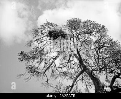 Storchennest in einer Kiefer in der Landschaft in Ostpreußen, 1930er Jahre. Stork's Nest auf einer Kiefer in Ostpreußen, 1930er Jahre. Stockfoto