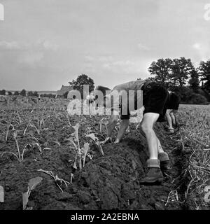 Jungen als Landhelfer bei der Feldarbeit bei einem Bauern in Bevensen in der Lüneburger Heide, Deutschland 1930er Jahre. Jungen, die in einem Feld als Unterstützung für einen Landwirt in Bevensen, Deutschland 1930. Stockfoto