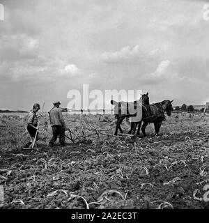 Hitlerjugend als Landhelfer bei einem Bauern in Bevensen in der Lüneburger Heide, Deutschland 1930er Jahre. Hitler Jugend als Unterstützung für einen Landwirt in Bevensen, Deutschland 1930. Stockfoto