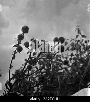 Blühende Mariendisteln im Garten des Laves Institute for Bienenfoschung in Celle, Deutschland 1930er Jahre. Mariendistel im Blüte im Garten von Laves Honey Bee Research Center in Celle, Deutschland 1930. Stockfoto