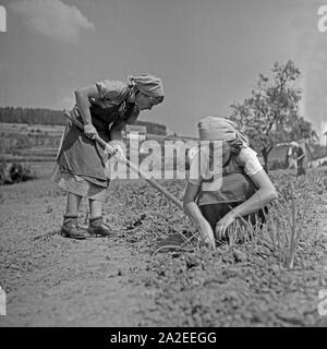 BdM Mädel als Landhelfer bei Bauern in der Gegend von Polle an der Weser, Deutschland 1930er Jahre. BdM-Mädchen als Unterstützung für die lokalen Bauern in der Nähe von Polle, Deutschland 1930. Stockfoto