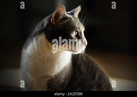 Eine elegante graue Katze sitzt im Halbdunkel und, Drehen, sieht, und seine Silhouette ist durch ein helles Licht hervorgehoben. Stockfoto