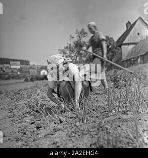 BdM Mädel als Landhelfer bei Bauern in der Gegend von Polle an der Weser, Deutschland 1930er Jahre. BdM-Mädchen als Unterstützung für die lokalen Bauern in der Nähe von Polle, Deutschland 1930. Stockfoto