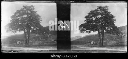 El pi de les Tres branques, símbol de la Santíssima Trinitat. Stockfoto