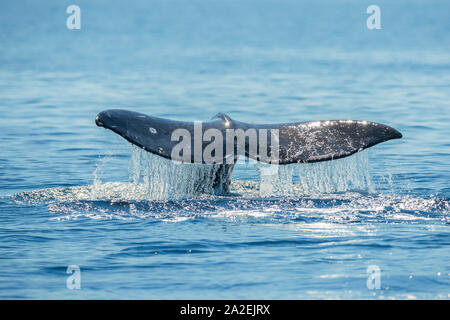 Grauwale, Eschrichtius robustus, der Fluke vor dem Tauchen, am südlichen Migration zu kalben Lagunen in Baja, San Diego, Kalifornien, USA, Pacific Stockfoto