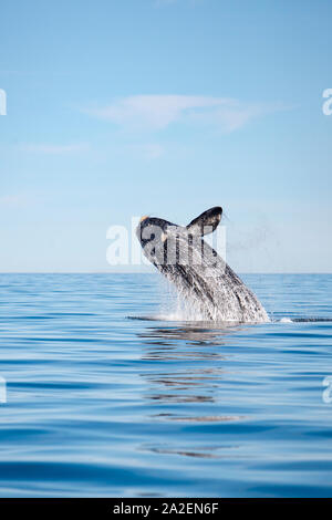 Gegen einen Southern Right Wal, Eubalaena Australis, Erhaltung abhängig (IUCN), UNESCO-Weltnaturerbe, Golfo Nuevo, Halbinsel V Stockfoto