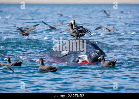 Tote Kalb der Southern Right Whale, Eubalaena Australis, Erhaltung abhängig (IUCN) mit dem Südlichen Giant-Petrel, Macronectes giganteus, UNESCO Natura Stockfoto