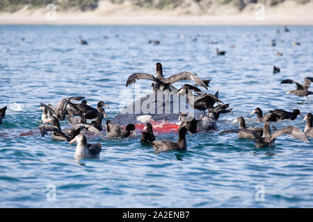 Tote Kalb der Southern Right Whale, Eubalaena Australis, Erhaltung abhängig (IUCN) mit dem Südlichen Giant-Petrel, Macronectes giganteus, UNESCO Natura Stockfoto