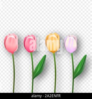 Schöne rosa Tulpe Blumen auf isolierte transparenten Hintergrund. Realistische 3D-spring flower eingestellt. Stock Vektor