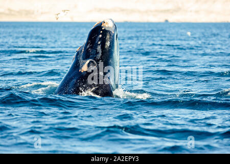 Kalb spy hopping, Southern Right Whale, Eubalaena Australis, Erhaltung abhängig (IUCN), UNESCO-Weltnaturerbe, Golfo Nuevo, Halbinsel Stockfoto