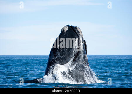 Verstoß gegen Southern Right Whale, Eubalaena Australis, Erhaltung abhängig (IUCN), UNESCO-Weltnaturerbe, Golfo Nuevo, Halbinsel Valdes, Stockfoto