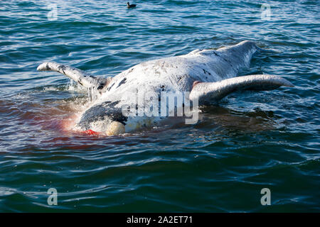 Tote Kalb der Southern Right Whale, Eubalaena Australis, Erhaltung abhängig (IUCN), UNESCO-Weltnaturerbe, Puerto Piramides, Golfo Nue Stockfoto