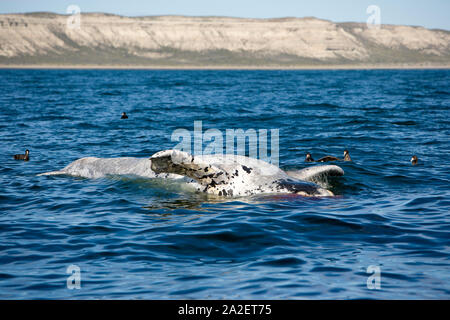 Tote Kalb der Southern Right Whale, Eubalaena Australis, Erhaltung abhängig (IUCN), UNESCO-Weltnaturerbe, Puerto Piramides, Golfo Nue Stockfoto