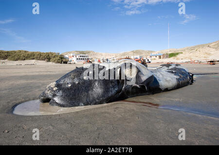 Tote Kalb der Southern Right Whale, Eubalaena Australis, Erhaltung abhängig (IUCN), UNESCO-Weltnaturerbe, Puerto Piramides, Golfo Nue Stockfoto