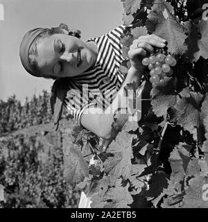 Eine Junge Frau Bei der Weinlese Bei Sulz am Neckar, Deutschland 1930er Jahre. Eine junge Frau, die Weinlese in der Nähe von Sulz am Fluss Neckar, Deutschland der 1930er Jahre zu tun. Stockfoto