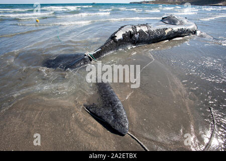 Tote Kalb der Southern Right Whale, Eubalaena Australis, Erhaltung abhängig (IUCN), UNESCO-Weltnaturerbe, Puerto Piramides, Golfo Nue Stockfoto