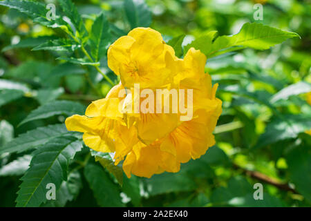 Gelbe trumpetbush Alias gelb Glocken (Tecoma stans) closeup - Florida, USA Stockfoto