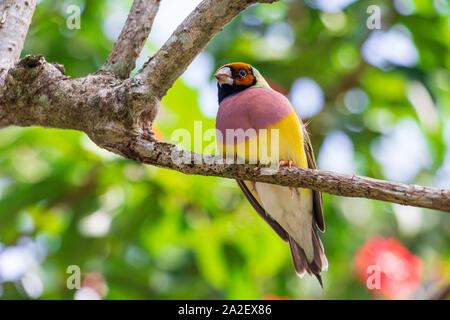 Lady Gouldian Finch (Erythrura gouldiae), weiblich, auf Ast-Florida, USA gehockt Stockfoto