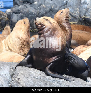 Ein Steller sea lion oder nördlichen Seelöwe (Eumetopias jubatus) Kratzer mit seiner leistungsfähigen zurück Flipper. Rennen Felsen, Victoria, British Columbia, Kanada Stockfoto