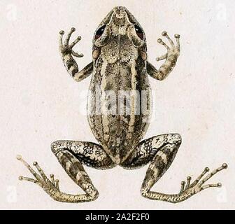 Eleutherodactylus oxyrhyncus in Erpétologie Générale Platte 89. Stockfoto