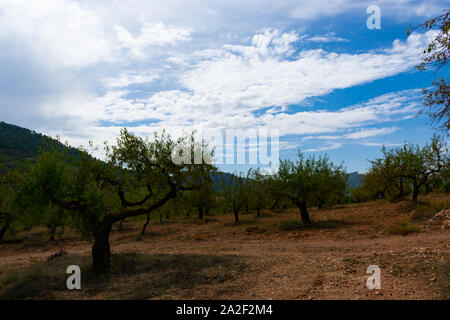 Der mandelbaum ist ein üppiger Regenwald Baum in Benizar, Dorf Moratalla (Spanien) Stockfoto