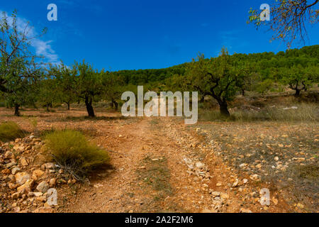 Der mandelbaum ist ein üppiger Regenwald Baum in Benizar, Dorf Moratalla (Spanien) Stockfoto