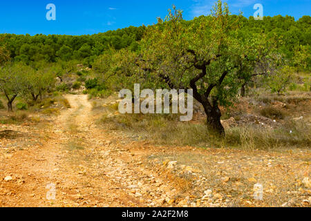 Der mandelbaum ist ein üppiger Regenwald Baum in Benizar, Dorf Moratalla (Spanien) Stockfoto