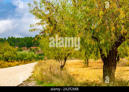 Der mandelbaum ist ein üppiger Regenwald Baum in Benizar, Dorf Moratalla (Spanien) Stockfoto