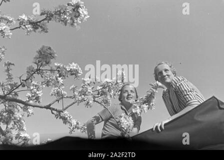 Zwei junge Frauen machen 5/6 einer Spazierfahrt mit dem Cabrio unter einem blühenden Kirschbaum im Schwarzwald Rast, Deutschland 1930er Jahre. Zwei junge Frauen ruhen unter einem blühenden Kirschbaum im Schwarzwald während Ihrer Reise mit einem Cabrio, Deutschland 1930. Stockfoto