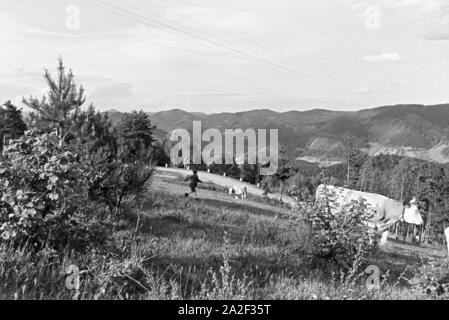 Eine Weide mit grasenden Kühen im Schwarzwald, Deutschland 1930er Jahre. Eine Weide mit grasenden Kühen im Schwarzwald, Deutschland der 1930er Jahre. Stockfoto