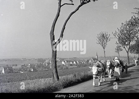 Ein Ochsengespann im Donautal bei Wildenstein, Deutschland 1930er Jahre. Ein Joch Ochsen ziehen ein Warenkorb in der Donau Dale, Deutschland 1930. Stockfoto