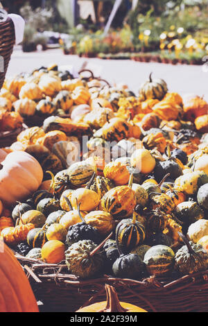 Dekorative mini Kürbisse und Kürbisse in Körbe auf Farmers Market; Herbst Hintergrund Stockfoto