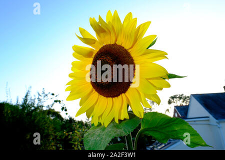 Eine gigantische Sonnenblume im Garten wachsenden gegen einen blauen Sommerhimmel Stockfoto