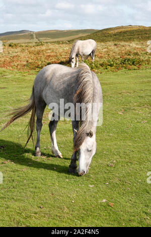 Wilde Pferde auf der Gower-Halbinsel in Wales, UK Stockfoto