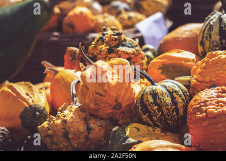 Kleine dekorative Kürbisse Kürbisse und; Herbst Hintergrund Stockfoto