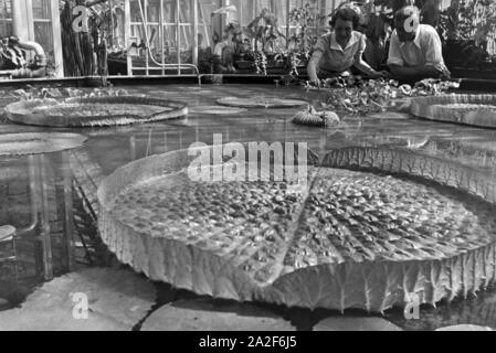 Riesenseerosen im botanischen Garten Wilhelma in Stuttgart, Deutschland, 1930er Jahre. Riesige Wasser Lilys im Botanischen Garten Wilhelma in Stuttgart, Deutschland 1930. Stockfoto