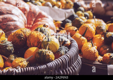 Bündel von dekorativen mini Kürbisse Kürbisse und in Körben auf Farmers Market; Herbst Hintergrund Stockfoto