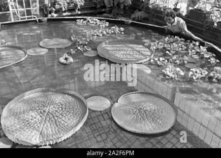 Riesenseerosen im botanischen Garten Wilhelma in Stuttgart, Deutschland, 1930er Jahre. Riesige Wasser Lilys im Botanischen Garten Wilhelma in Stuttgart, Deutschland 1930. Stockfoto