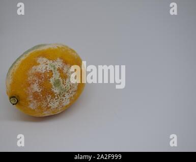 Faule Zitrone. Stück Obst mit Schimmel auf weißem Hintergrund Stockfoto