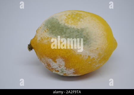 Zitrone Obst zur Hälfte mit grünem Schimmel beschädigt Stockfoto