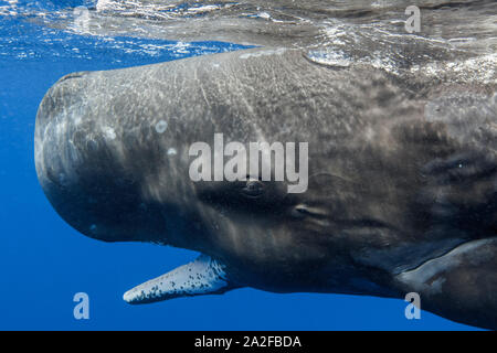 Sperm whale, Physeter macrocephalus, Chichi-jima, Bonin Inseln, Ogasawara Inseln, Weltnaturerbe, Tokio, Japan, Pazifischer Ozean Stockfoto