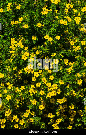 Strauchigen Cinquefoil Anlage (Potentilla fruticosa) umstrittene lateinische Name ist (Dasiphora fruticosa) in voller Blüte, Castle Rock Colorado. Foto im Juni getroffen. Stockfoto