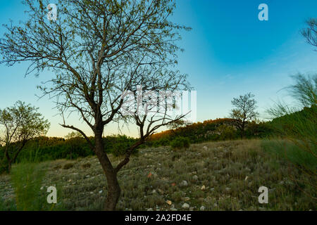 Der mandelbaum ist ein üppiger Regenwald Baum in Benizar, Dorf Moratalla (Spanien) Stockfoto